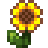 Sunflower Icon