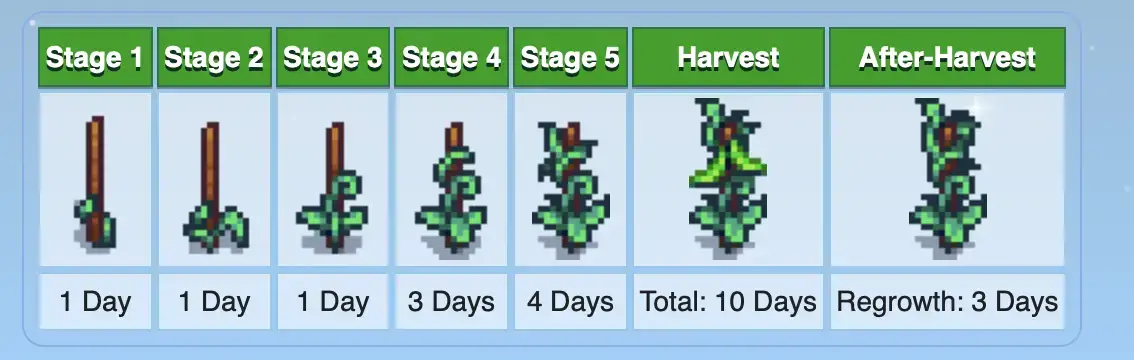 Green Beans Growing