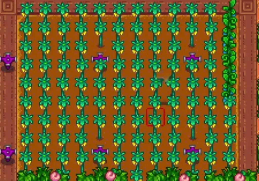 A screenshot of starfruit in Stardew Valley