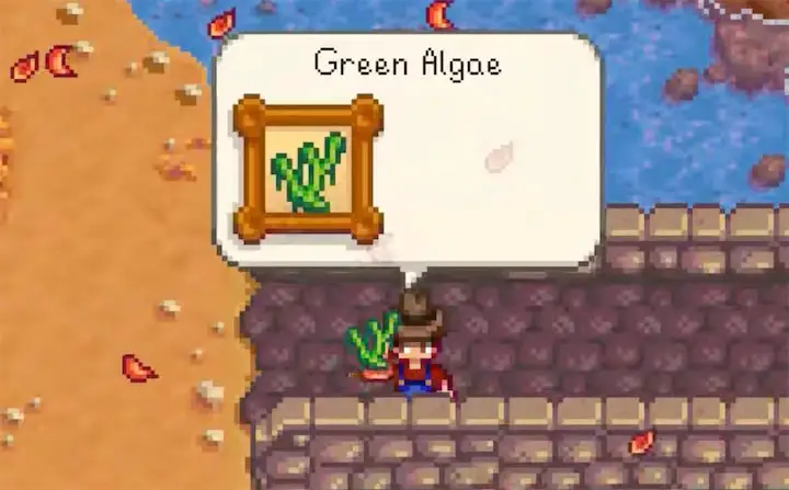 Green algae in Stardew Valley game