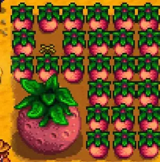 a melon field in Stardew Valley